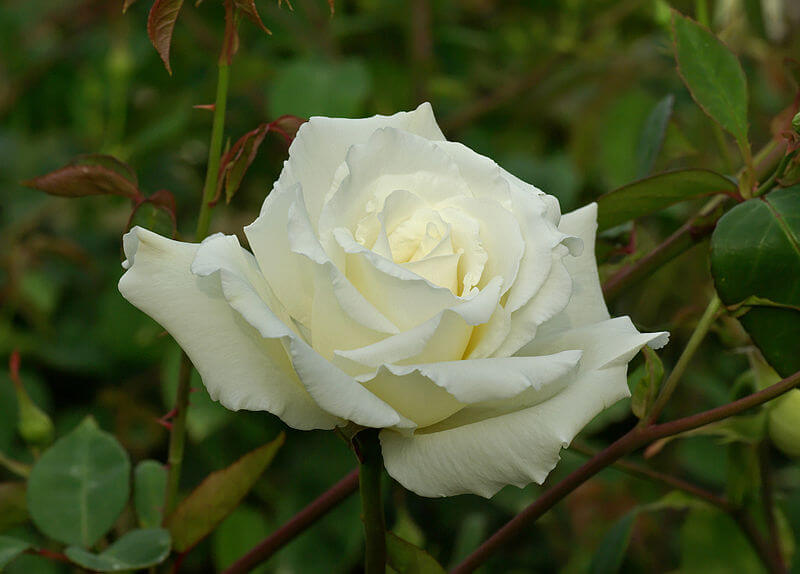 Rose (hybrid tea 'Mrs. Herbert Stevens')