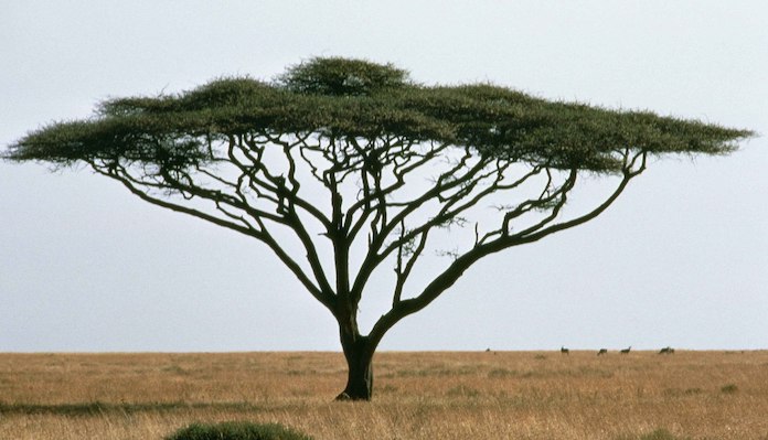Acacia tree (Acacia tortilis)