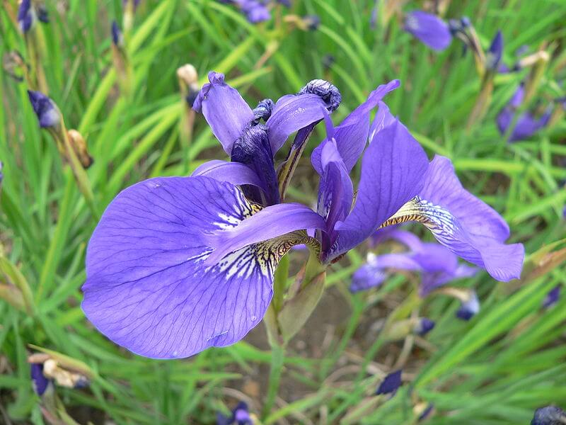 Iris flower (Iris sanguinea)