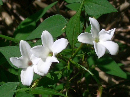 Jasmine (Jasminum officinale)