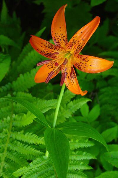 Lily (Lilium medeoloides)