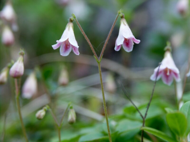 Linnaea (Linnaea borealis)