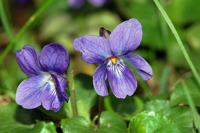 Violet (Viola odorata)